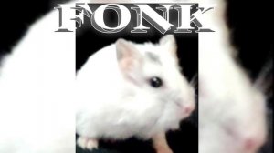 Gem no pique (FONK)