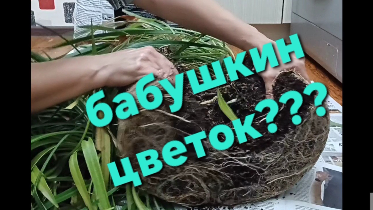 Хлорофитум: пересадка, уход, размножение смотреть онлайн