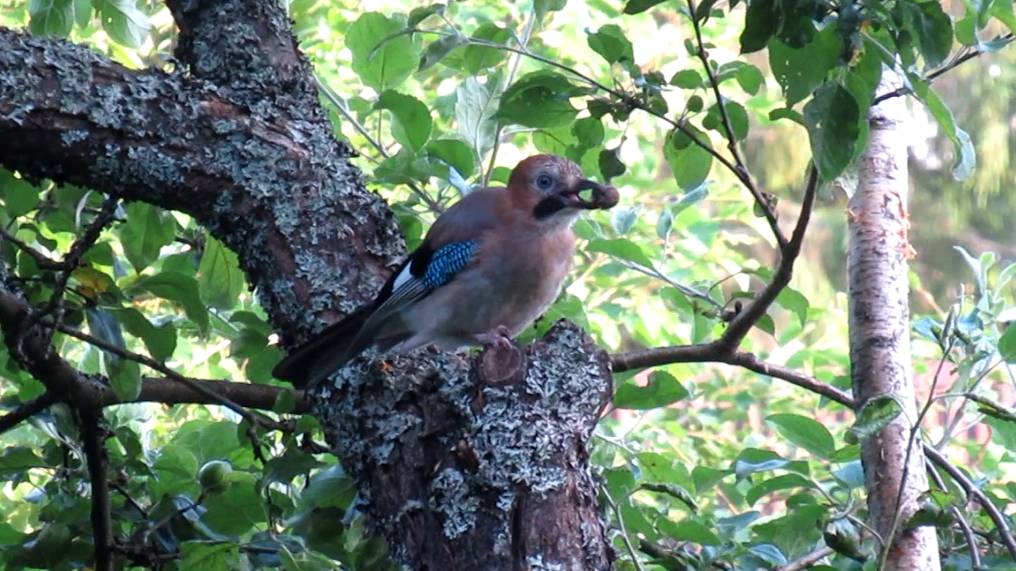 Сойка пытается разгрызть старый жёлудь смотреть онлайн