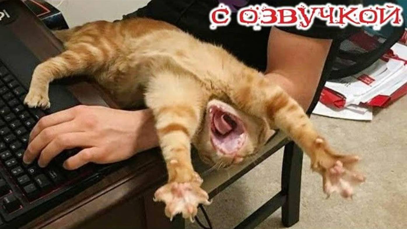 ПРИКОЛЫ С КОТАМИ! Смешные ЖИВОТНЫЕ с озвучкой! Смешные коты!