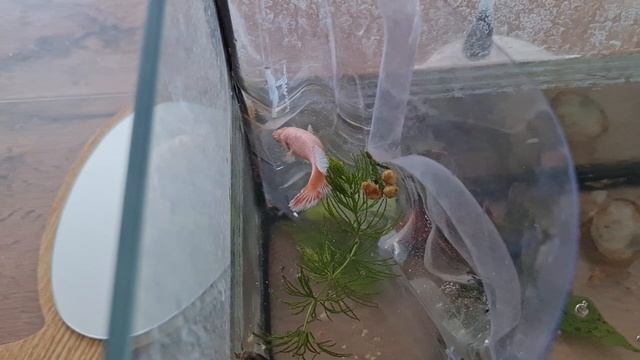 Самка и самец рыбка петушок смотреть онлайн