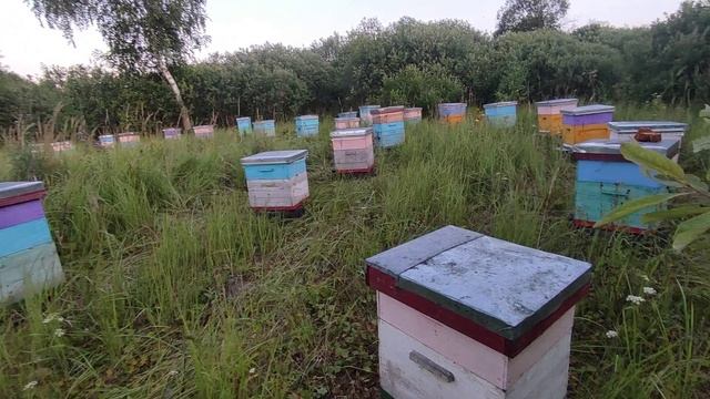 8 Августа .Подсолнух за 2 дня -200г смотреть онлайн