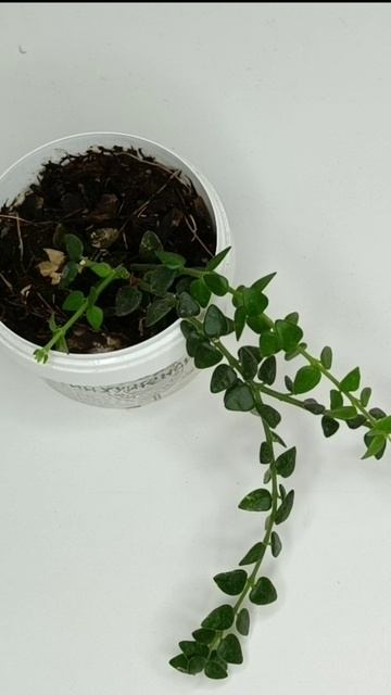 Hoya Chinghungensis (Хойя чинхунгенсис) смотреть онлайн