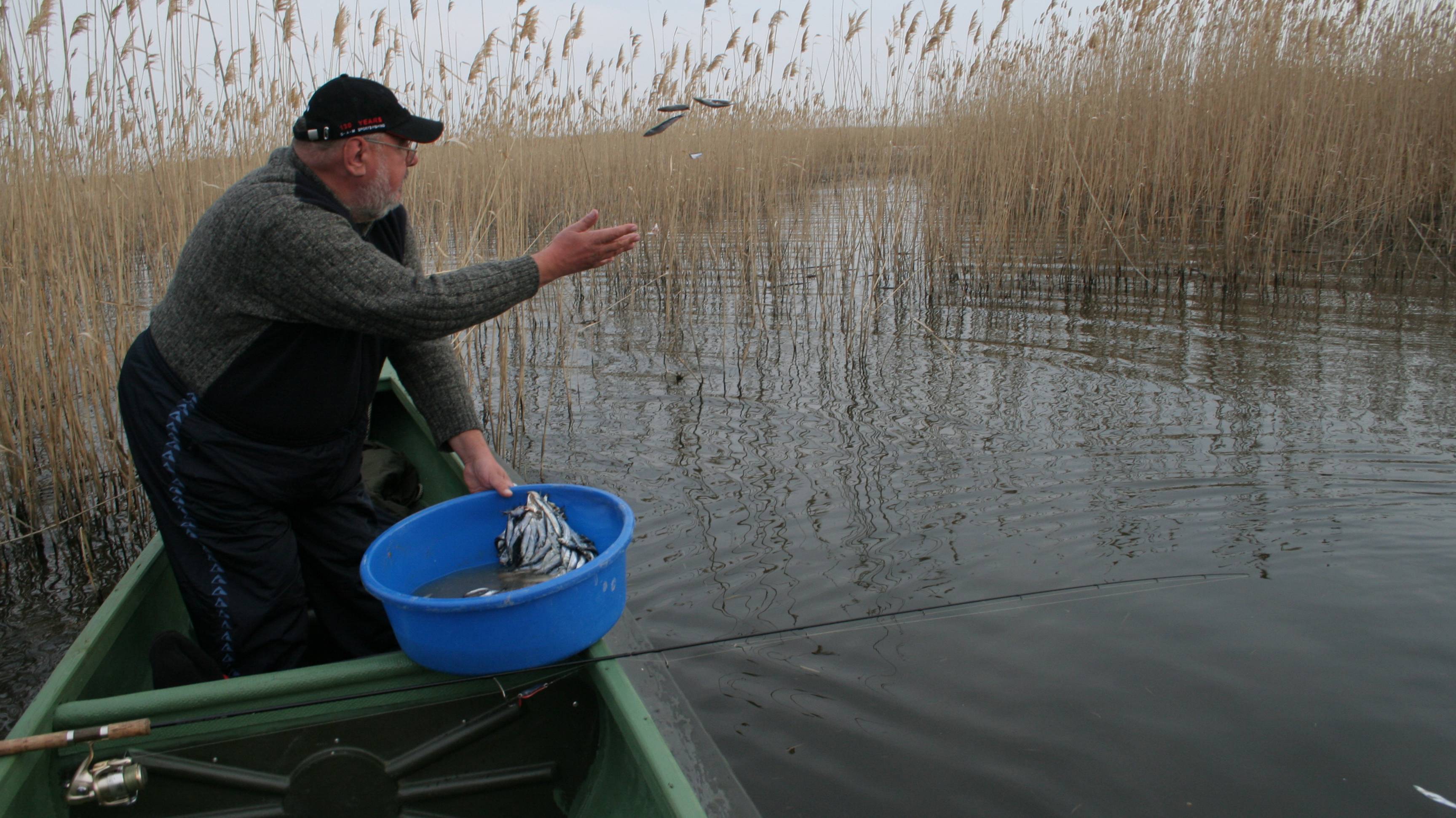 ОБАЛДЕННЫЙ ЭКСПЕРИМЕНТ ПРИКАРМЛИВАНИЯ ЩУК