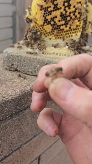 Большой улий. Интересное видео