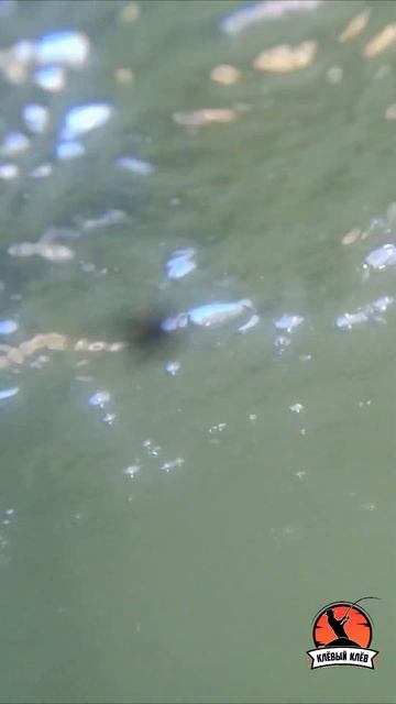 Как поймать форель на платнике