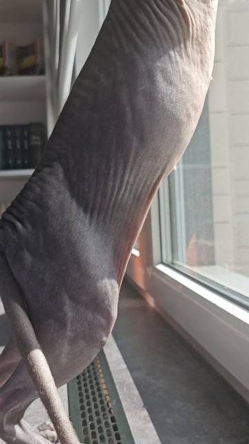 немного котиков в ленту