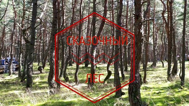 ЗЕЛЕНОГРАДСК И КУРШСКАЯ КОСА смотреть онлайн