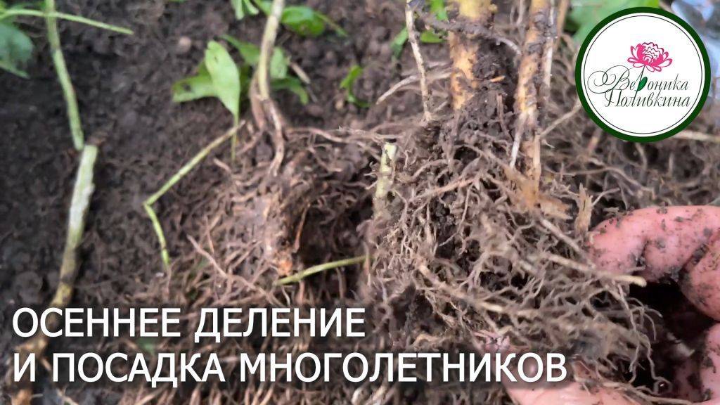 Как поделить и посадить многолетние цветы смотреть онлайн