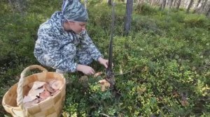 ВОЛНУШКИ КРУГОМ. ДЕВУШКА ЧУТЬ НЕ ПОТЕРЯЛА СОЗНАНИЕ ОТ УВИДЕННОГО В ЛЕСУ. СБОР ГРИБОВ ПО ДОБРОМУ