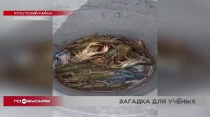 Раки завелись в искусственном водоёме в Нукутском районе