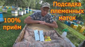 ПОДСАДКА ПЛЕМЕННЫХ маток из Германии. 100% способ подсадки маток