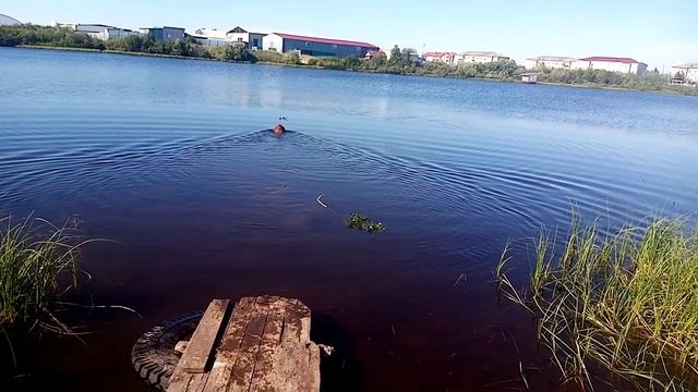 На улице +32 а мы купаемся , водные процедуры у Альфы . смотреть онлайн