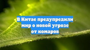 В Китае предупредили мир о новой угрозе от комаров