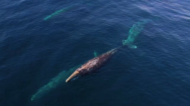 ОКЕАНСКАЯ ЖИЗНЬ смотреть онлайн
