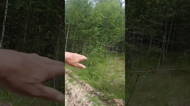 В лес за грибами и ягодами.. смотреть онлайн