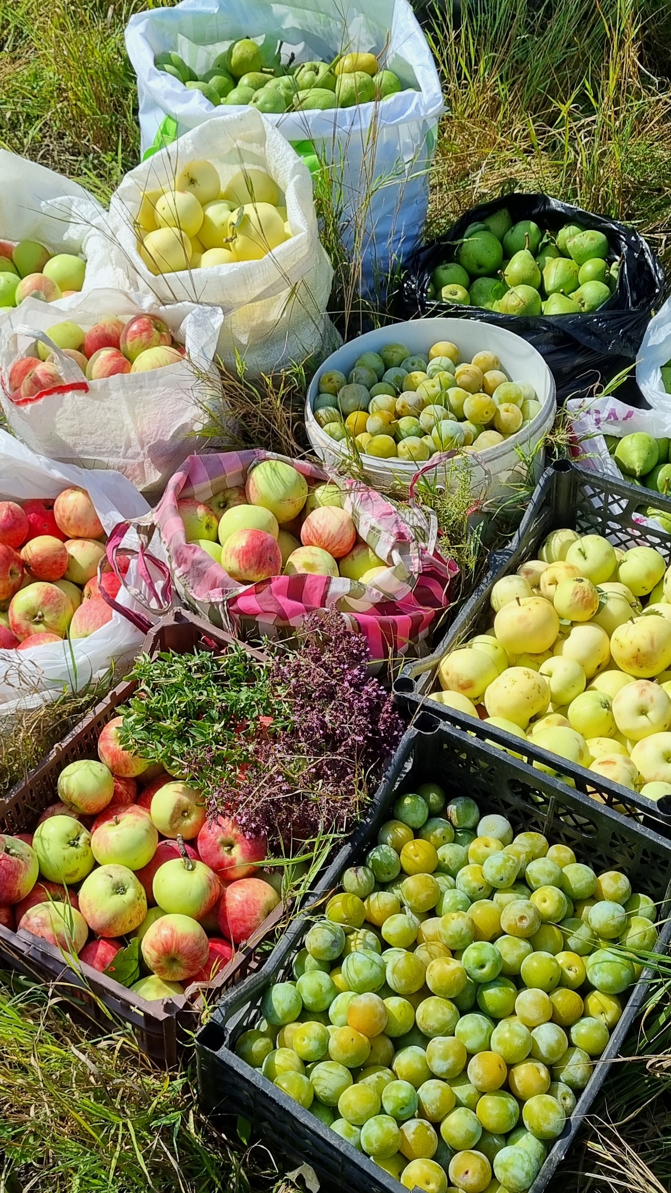 Заброшенный сад с яблоками, грушами и сливой