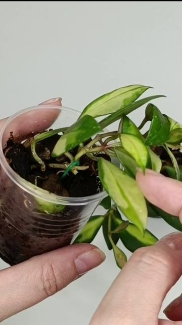 Hoya walliniana variegata (хойя валлиниана вариегата) смотреть онлайн