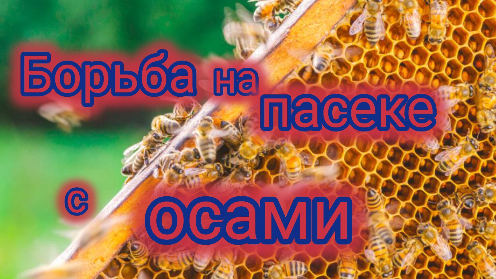 Эффективный способ борьбы с осами на пасеке 🐝 смотреть онлайн