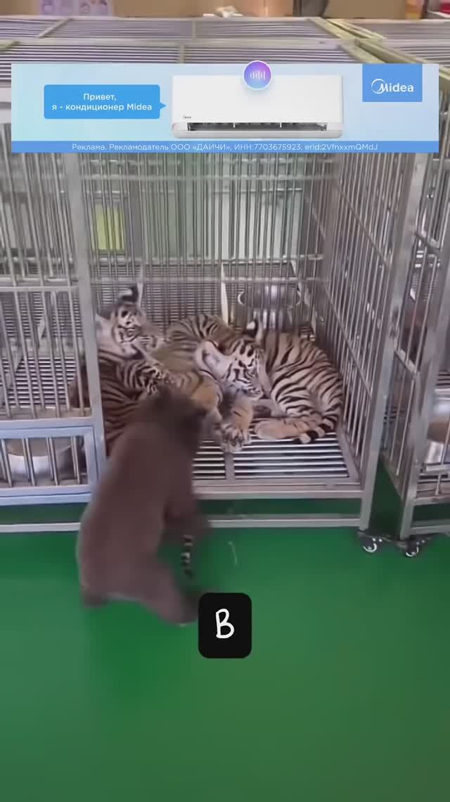 Всё о медвежатах