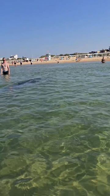 Дельфины пугают людей