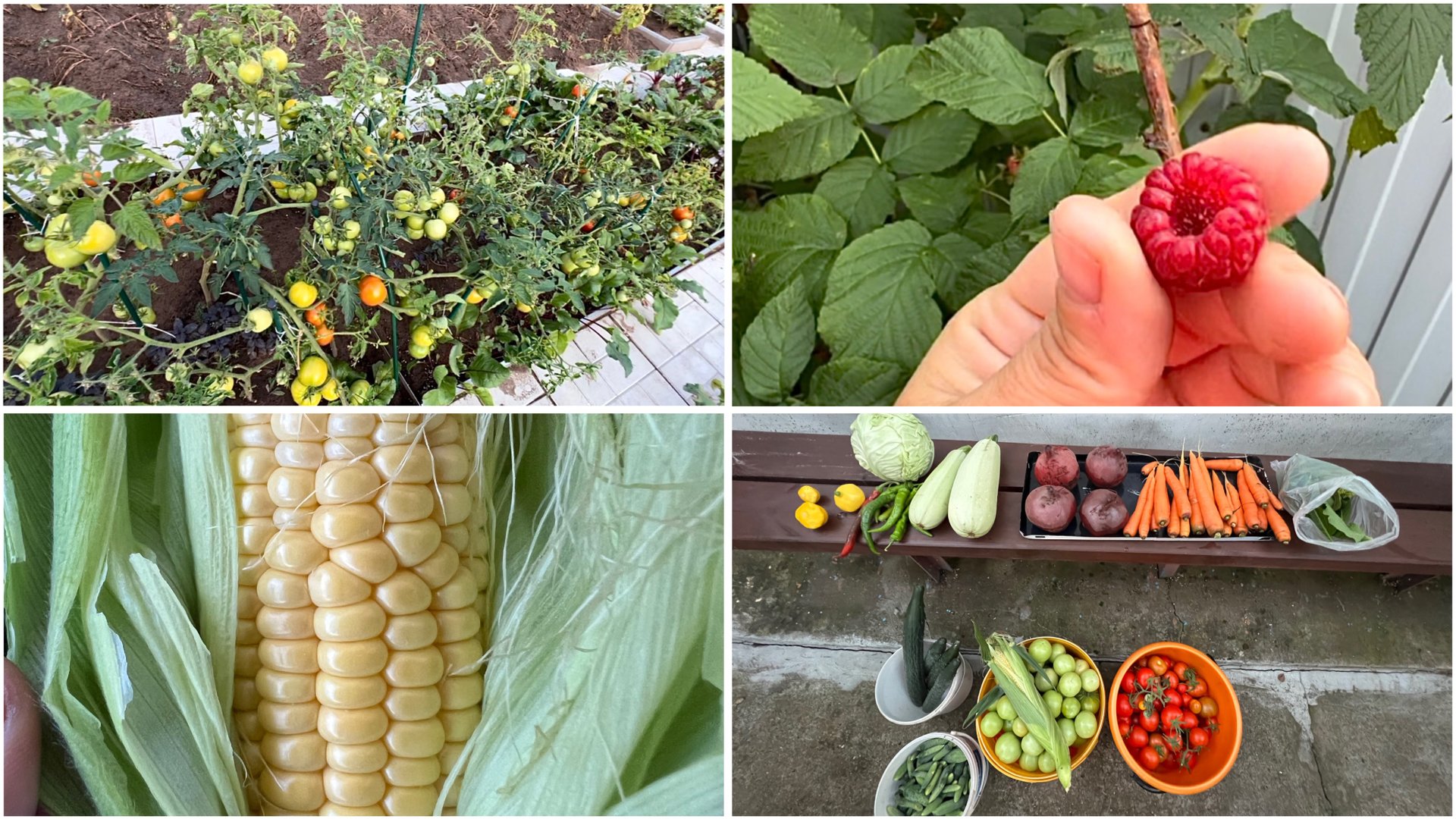 6 августа. Нет интернета. Первая моя кукуруза. Боюсь фитофторы. Урожай смотреть онлайн