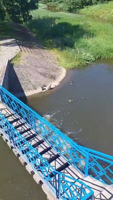 УМНАЯ УТКА!!! ТАКОЕ НЕ КАЖДЫЙ ДЕНЬ УВИДИШЬ!!!! ЧУДО!!!  МАМА УТКА УЧИТ ДЕТЕНЫШЕЙ ЖИЗНИ))).