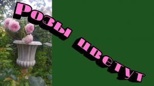 Цветение роз. Продолжение. Сад в Ленинградской области. Продолжение.