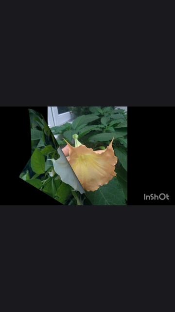 Мои бругмансии. Подмосковье. смотреть онлайн