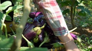 Harvesting eggplant garden, giant gourd to sell at market, cooking with little daughter.