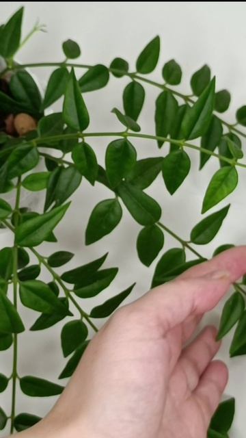 Прекрасная Хойя белла смотреть онлайн