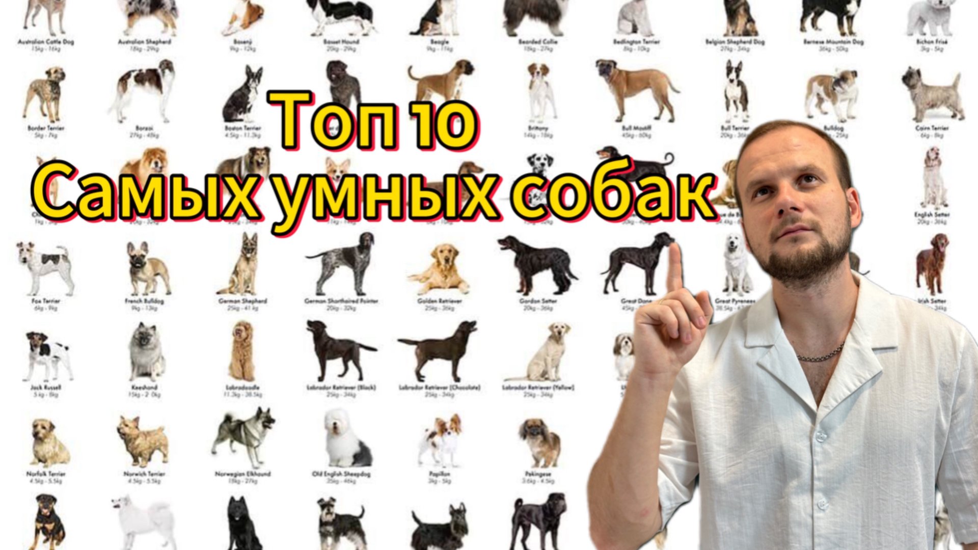 Топ 10 самых умных собак в мире смотреть онлайн