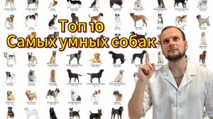 Топ 10 самых умных собак в мире