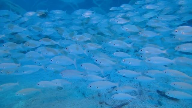 ПОДВОДНЫЙ МИР смотреть онлайн