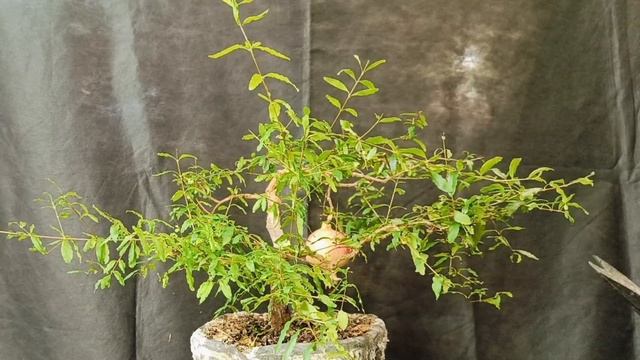 √7 гранат 111 нана (Бонсай)