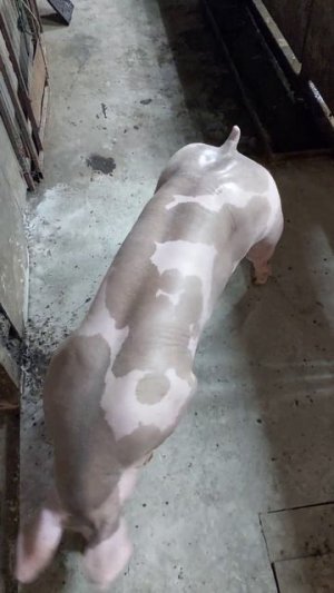 По вопросам покупки поголовье пишите в ват-сап 89835488060