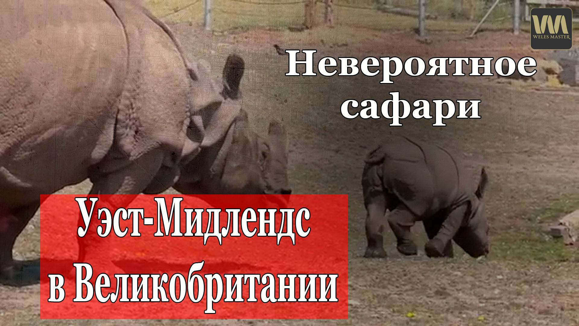 Невероятная экскурсия по сафари-парку Уэст-Мидлендс в Великобритании, 9 августа смотреть онлайн