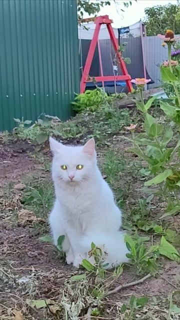 Страшно, что я надела линзы. Кошка Лиза. смотреть онлайн