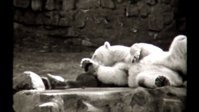 Московский зоопарк. Приблизительно 1973 год. смотреть онлайн