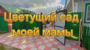 Цветущий сад моей мамы. Красивый двор своими руками. Ландшафтный дизайн. Обустройство двора.