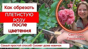 КАК ОБРЕЗАТЬ ПЛЕТИСТУЮ РОЗУ. САМЫЙ ПРОСТОЙ СПОСОБ