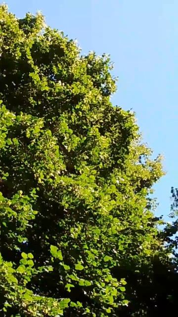 Богатые кроны смотреть онлайн