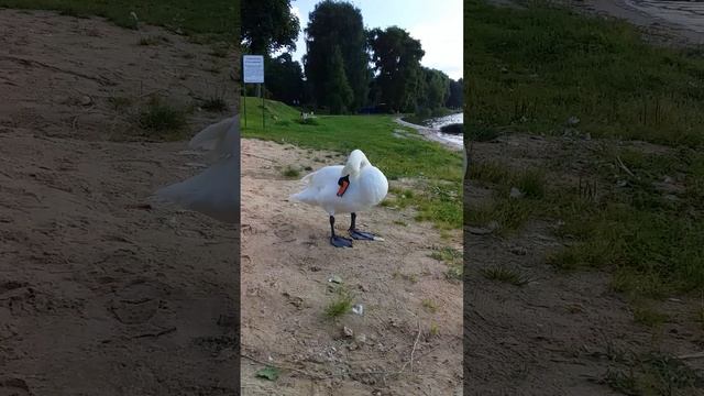 Лебедь на озере Нарочь