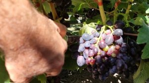 Колоссальные последствия от листовёртки!!! 🍇🍇🍇 Telegram, WhatsApp и Vlber +79528500417.