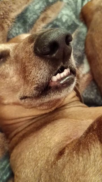 Тишина, покой и... этот милый храп!