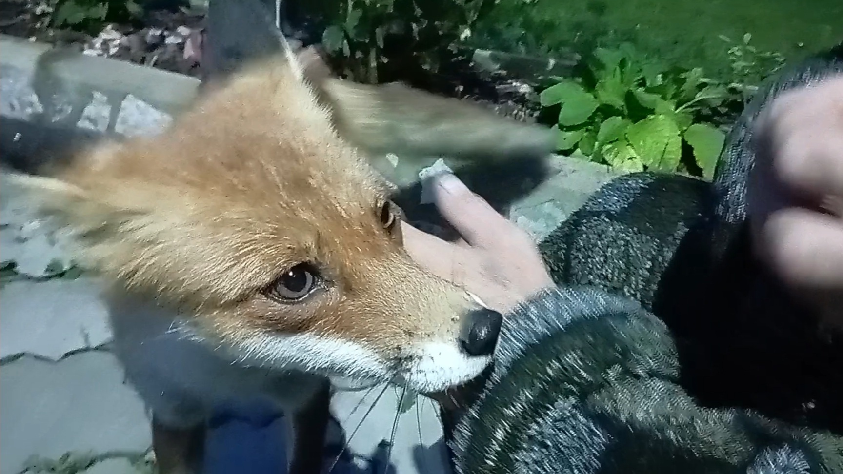 (1086) Лиса приходит в гости. Август 2025 смотреть онлайн