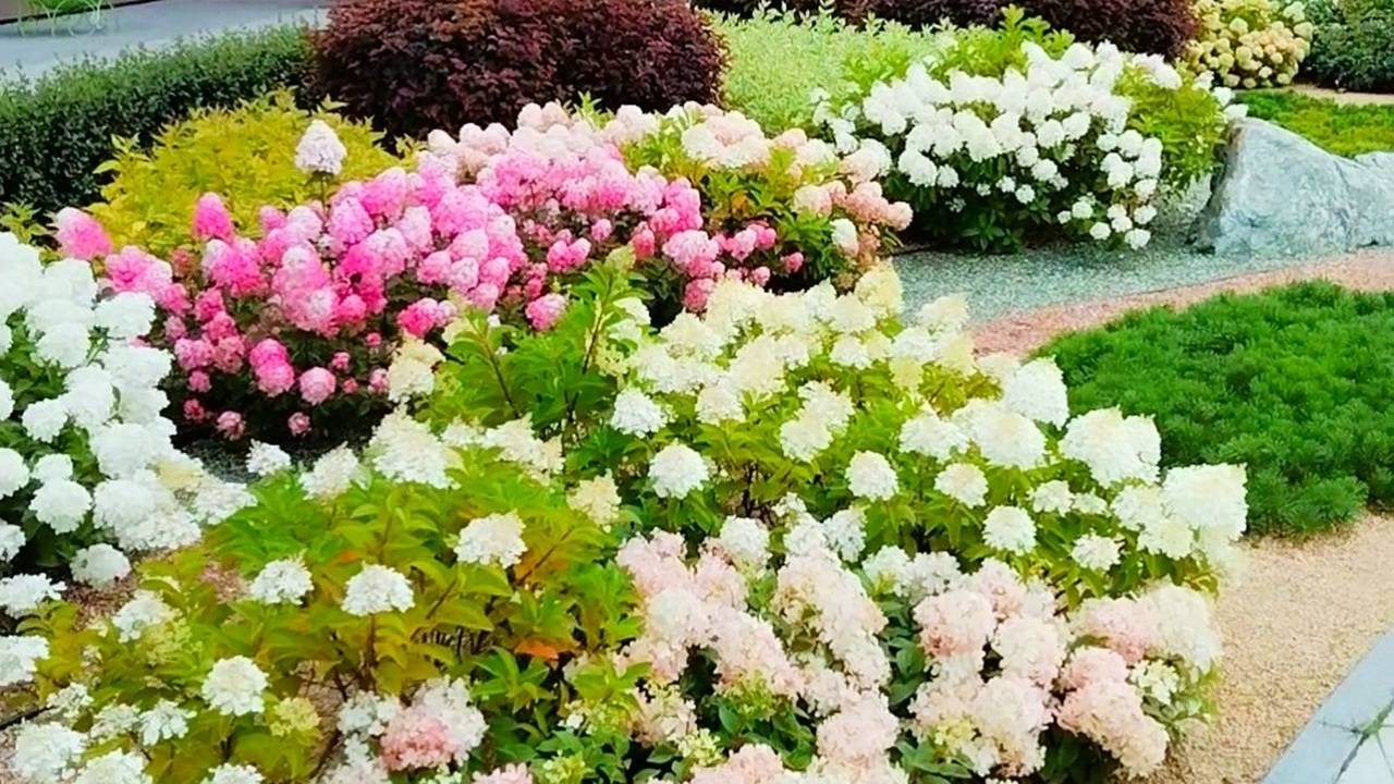 Красивые гортензии. #красивыегортензии смотреть онлайн