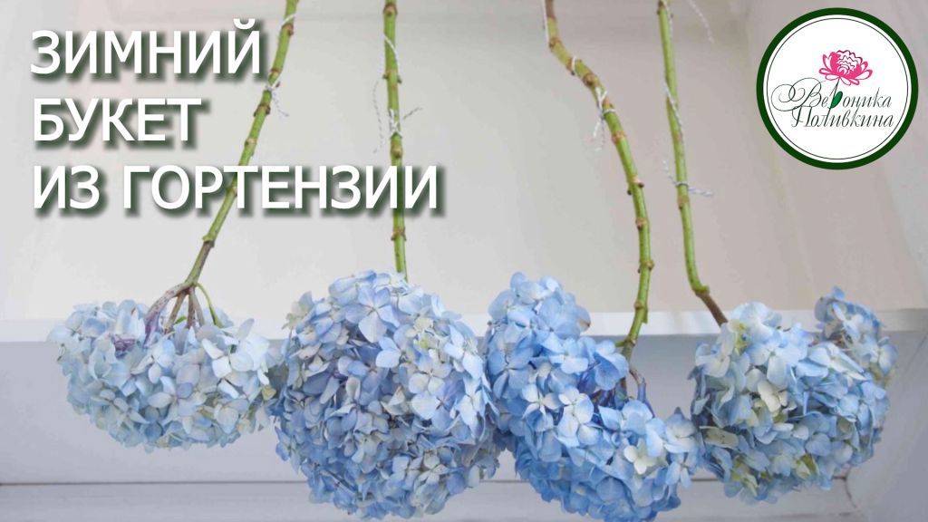 Гортензия для зимних букетов - как правильно высушить смотреть онлайн