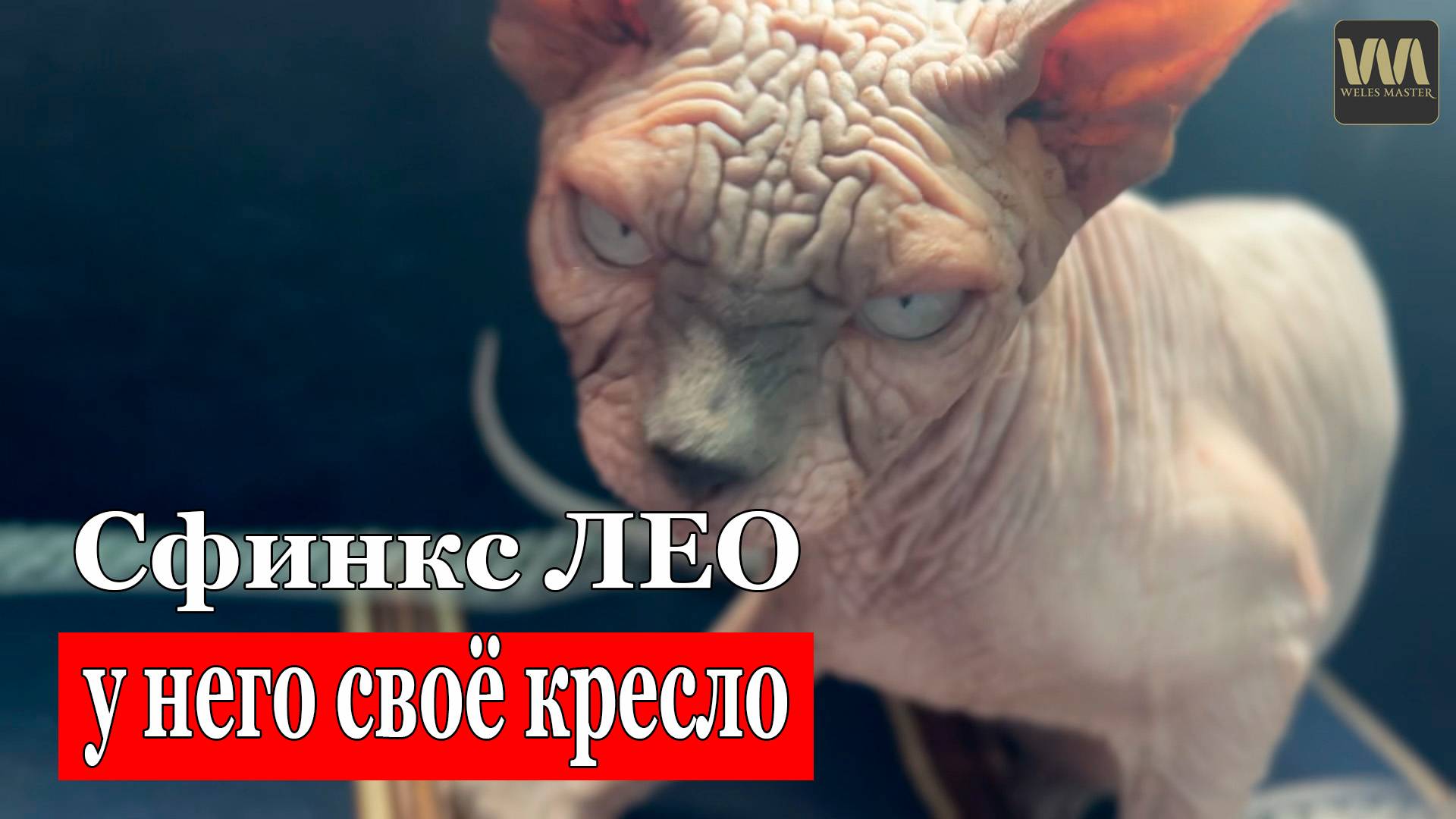 Сфинкс Лео - у него есть своё кресло #сфинкслео #котики смотреть онлайн