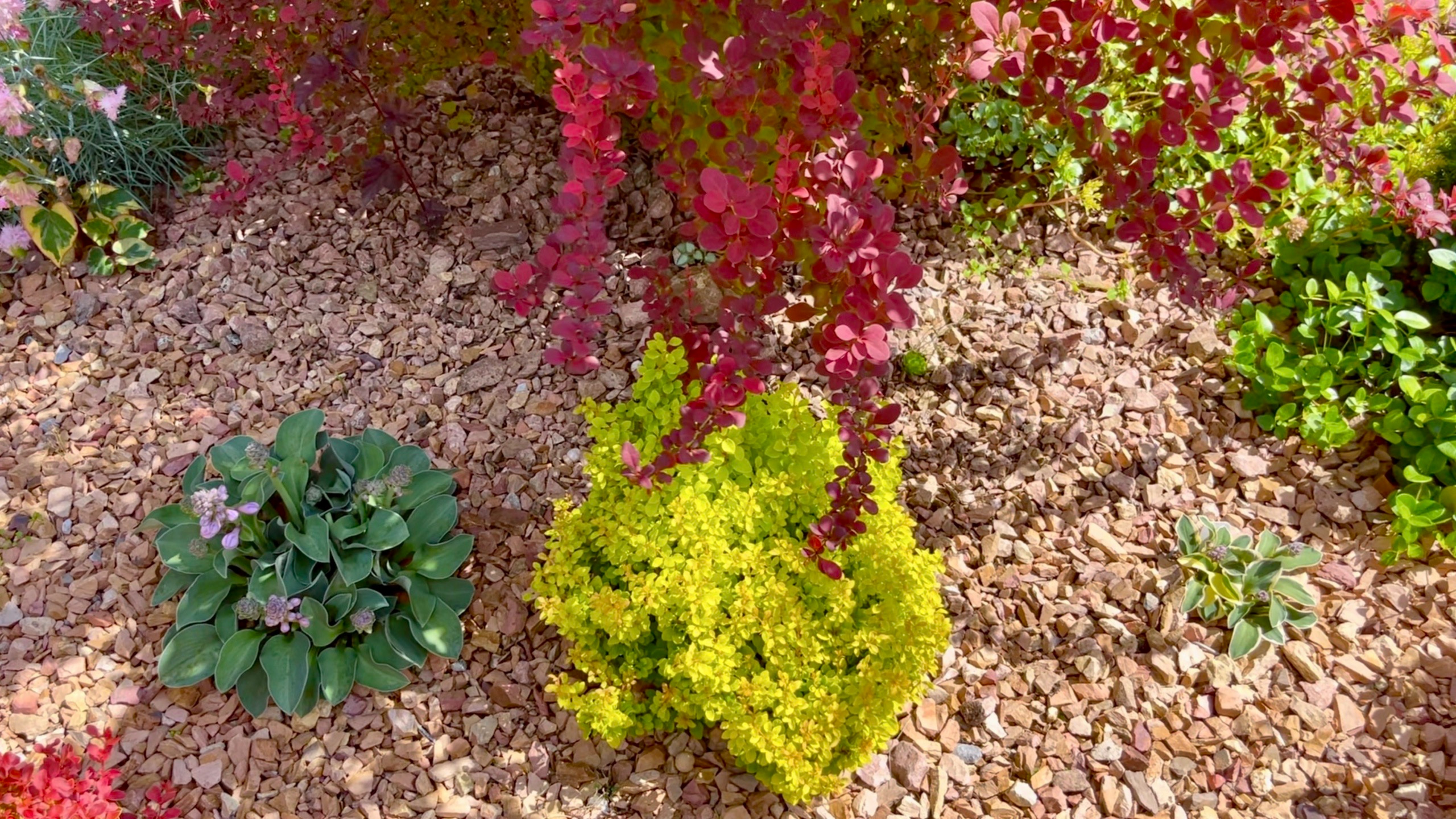 Карликовые барбарисы в нашем саду. Сравнение сортов и опыт выращивания. смотреть онлайн